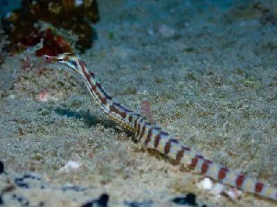 Network Pipefish