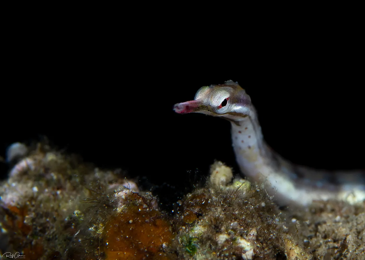 Corythoichthys flavofasciatus