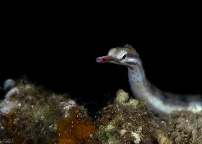 Corythoichthys flavofasciatus