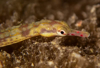 Corythoichthys flavofasciatus