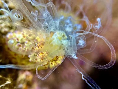 Night Anemone (Alicia pretiosa)