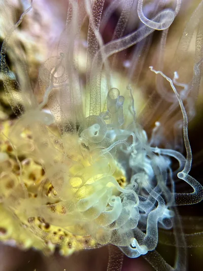 Night Anemone (Alicia pretiosa)