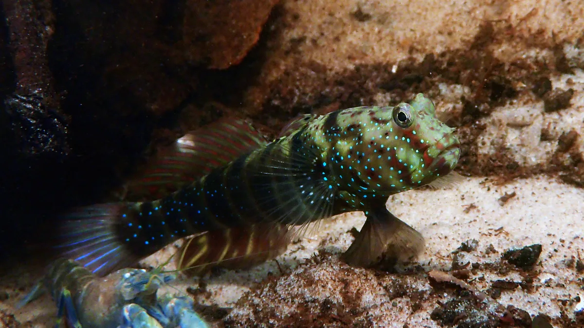Ninebar Shrimpgoby