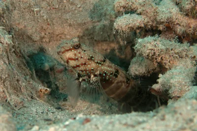 Cryptocentrus cryptocentrus - Marsa Shagra Halaib W Shalatin، 22km North، Marsa Alam, Red Sea Governorate 84712, Egypt