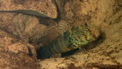 Cryptocentrus cryptocentrus - Watamu, Kenya