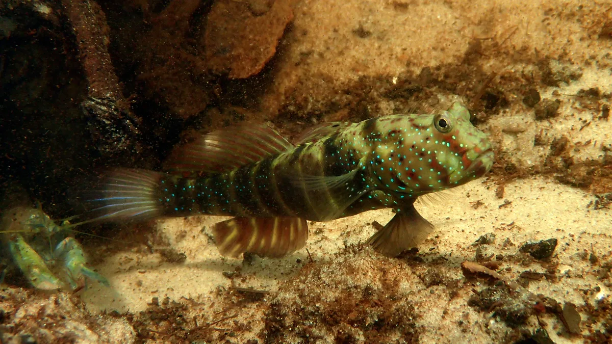 Cryptocentrus cryptocentrus - Watamu, Kenya