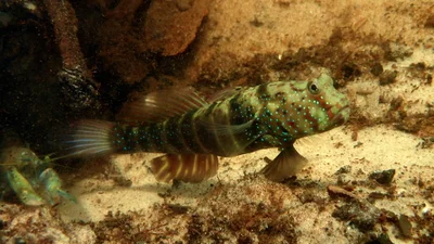 Cryptocentrus cryptocentrus - Watamu, Kenya