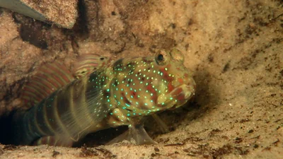 Cryptocentrus cryptocentrus - Watamu, Kenya