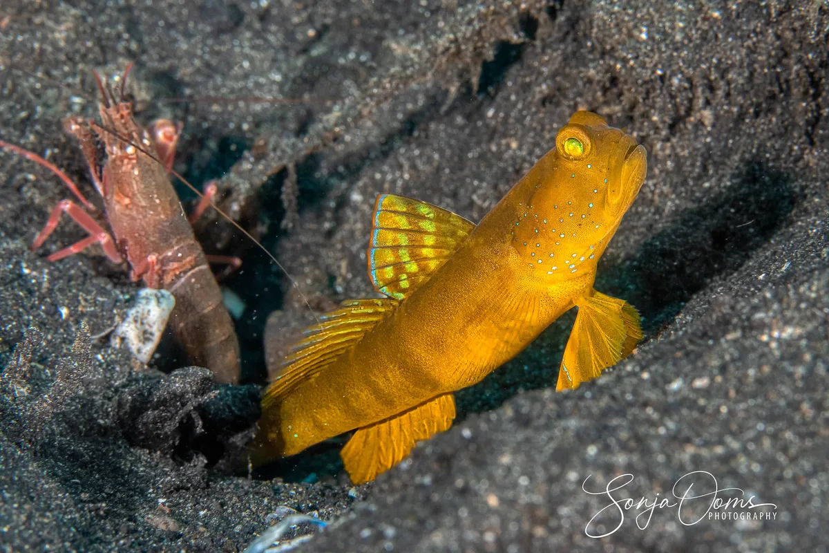 Yellow ventral-barred shrimpgoby.