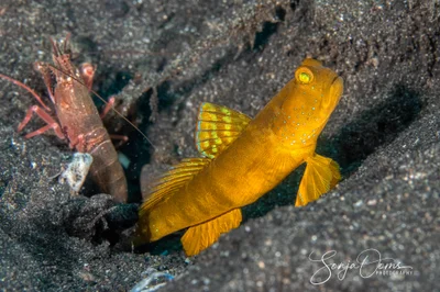 Yellow ventral-barred shrimpgoby.
