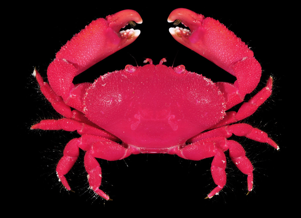 Neoliomera nobilii, a xanthid crab from the Red Sea