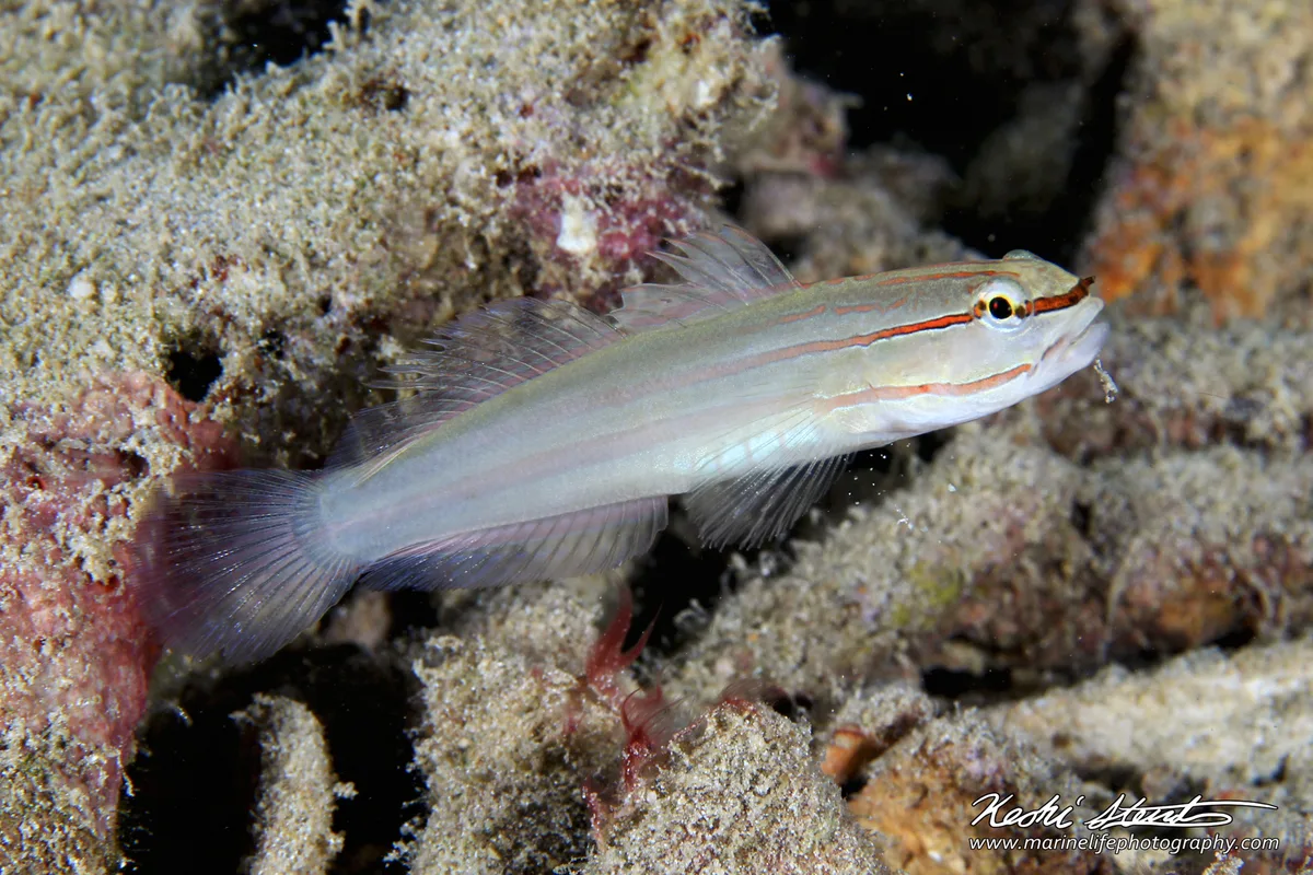 Nocturn Goby