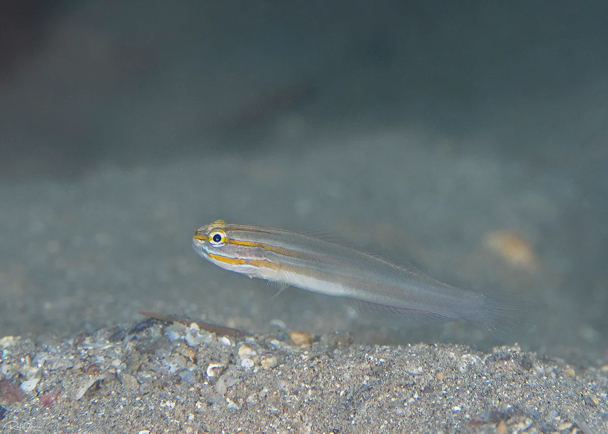 Nocturn Goby