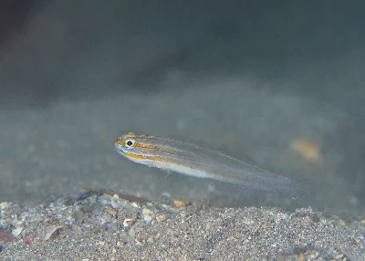 Nocturn Goby