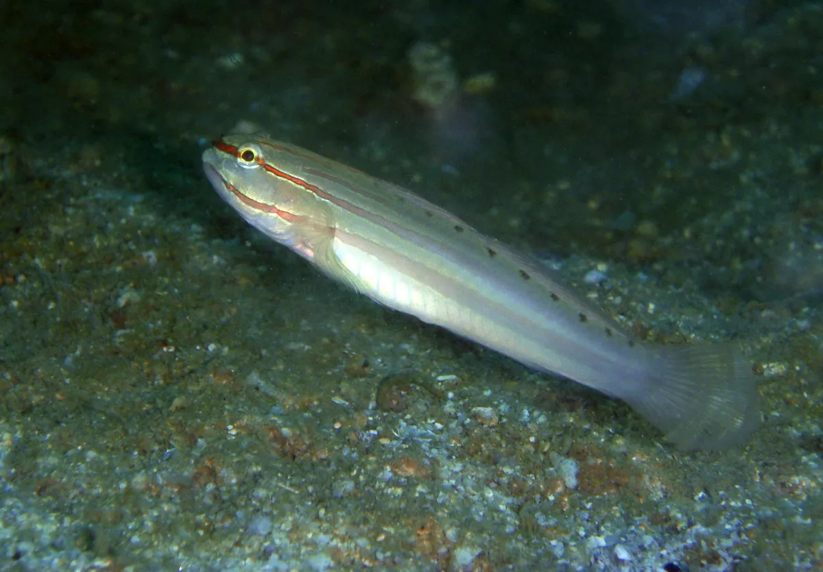 Nocturn Goby