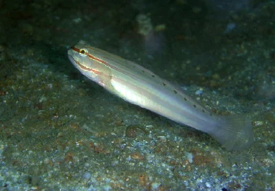 Nocturn Goby