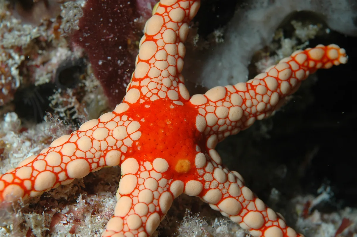 Fromia Nodosa