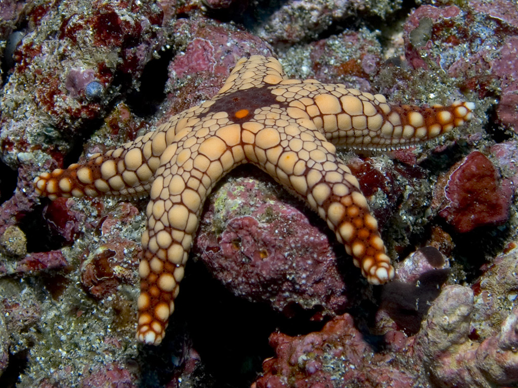 Fromia nodosa