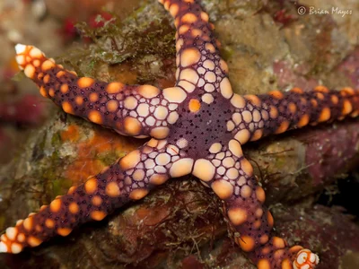 Noduled Sea Star (Fromia nodosa)