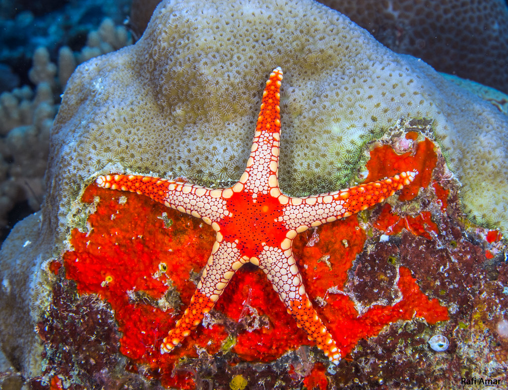 Tiled Sea Star - Fromia monilis