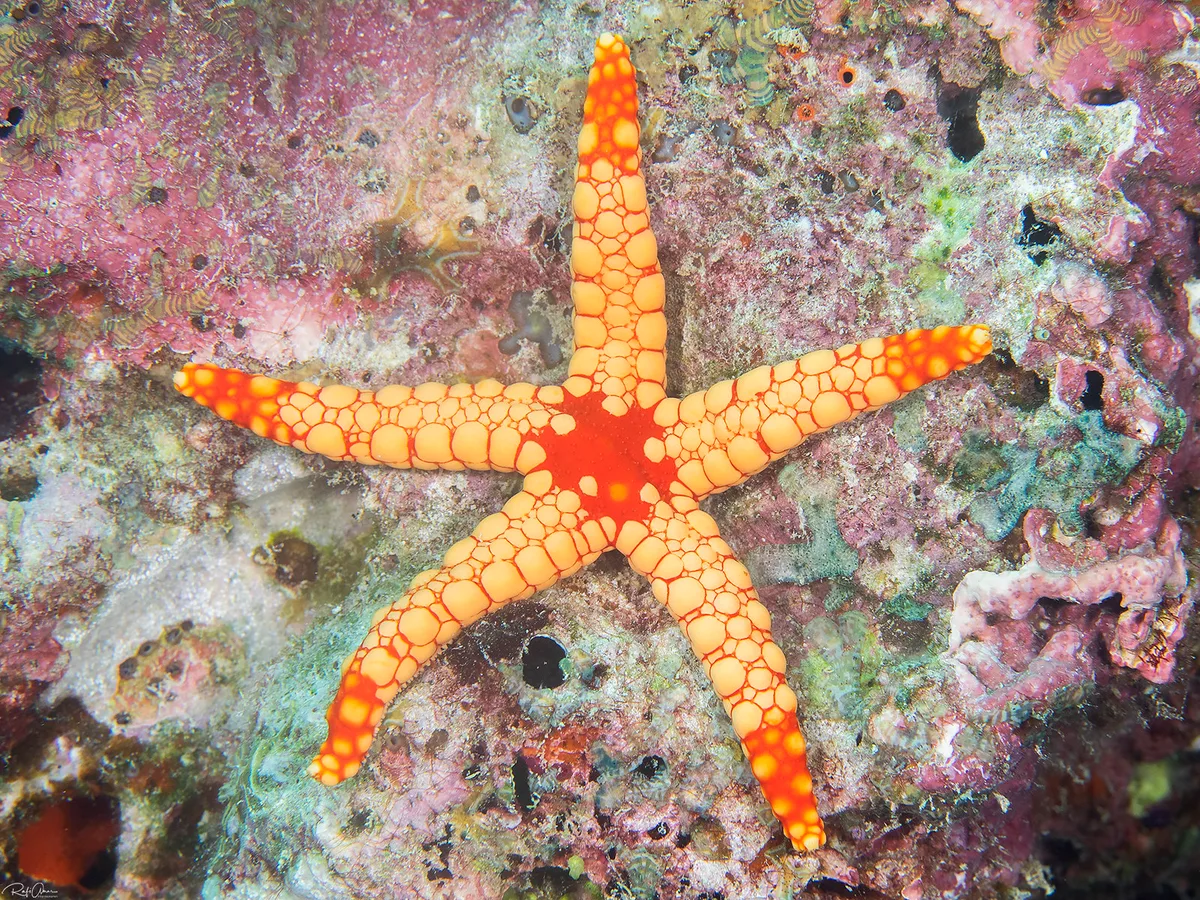 Noduled Sea Star - Fromia nodosa
