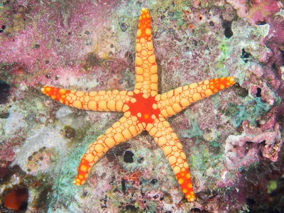 Noduled Sea Star - Fromia nodosa