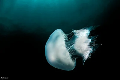 Nomad Jelly - Rhopilema nomadica