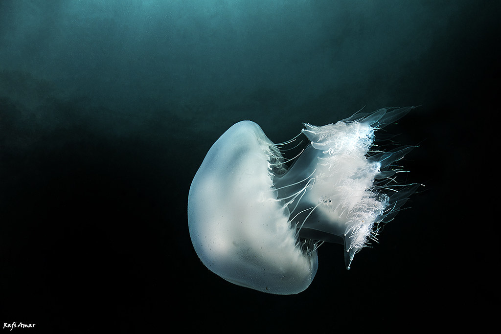 Nomad Jelly - Rhopilema nomadica