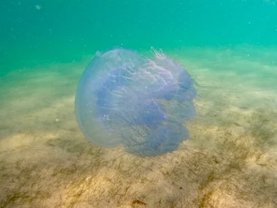 Rhopilema nomadica - Indian Ocean, MZ
