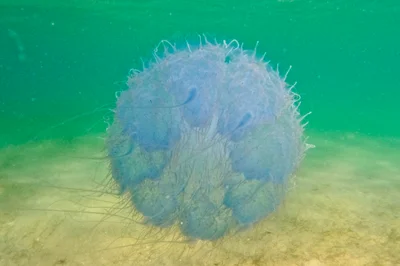 Rhopilema nomadica - Indian Ocean, MZ