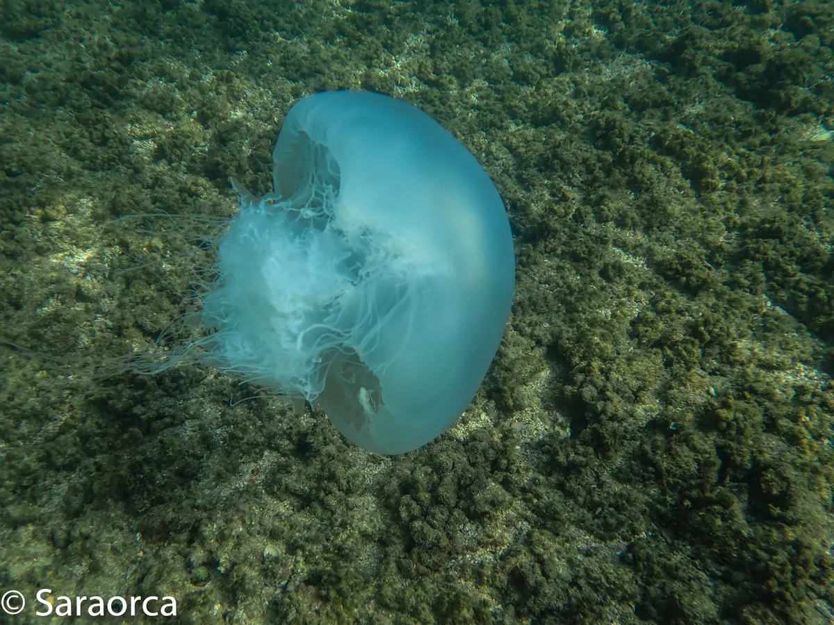 Rhopilema nomadica - Haifa, IL