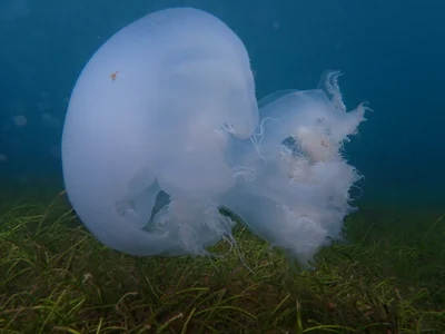 Rhopilema nomadica - Lungalunga, KE-KW, KE