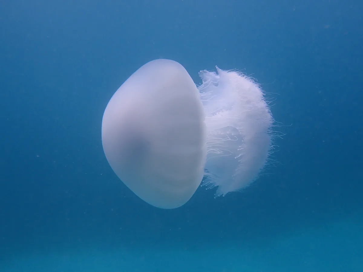 Rhopilema nomadica - Fanjove Island, Tanzania