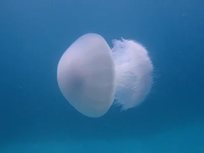 Rhopilema nomadica - Fanjove Island, Tanzania