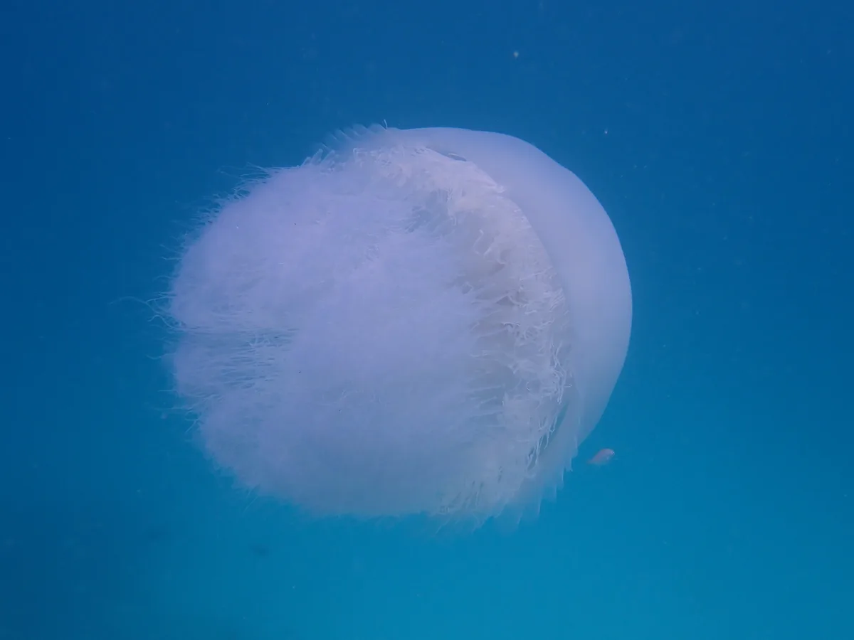 Rhopilema nomadica - Fanjove Island, Tanzania