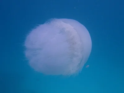 Rhopilema nomadica - Fanjove Island, Tanzania