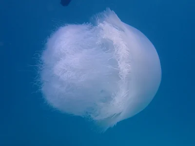 Rhopilema nomadica - Fanjove Island, Tanzania