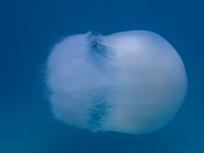 Rhopilema nomadica - Fanjove Island, Tanzania