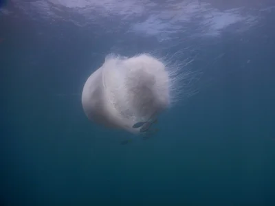 Rhopilema nomadica - Lungalunga, KE-KW, KE