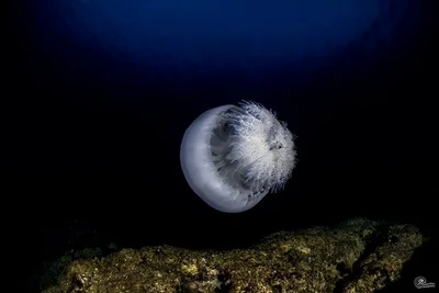 Rhopilema nomadica - Famagusta, CY
