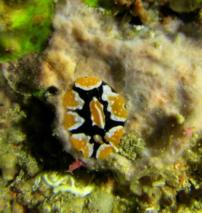 Phyllidia monacha - Gulf of Aqaba, South Sinai, EG
