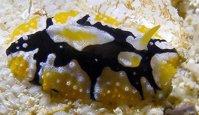 Nun Wart Slug