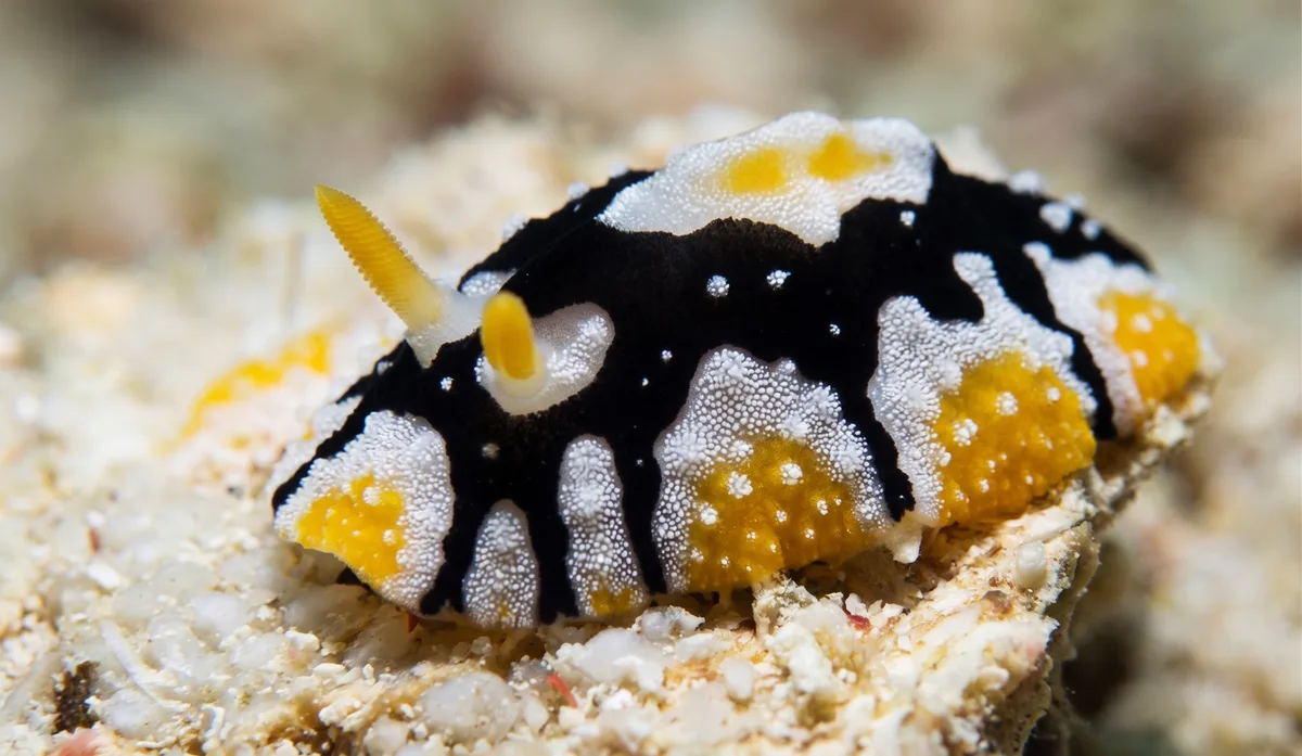 Nun Wart Slug