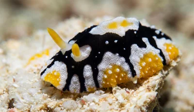 Nun Wart Slug