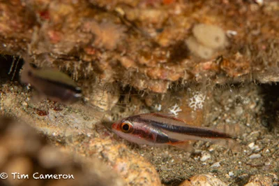Apogon semiornatus - Ambon, Maluku, Indonesia