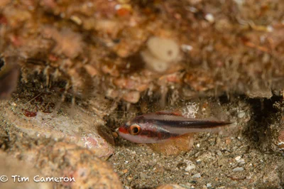 Apogon semiornatus - Ambon, Maluku, Indonesia