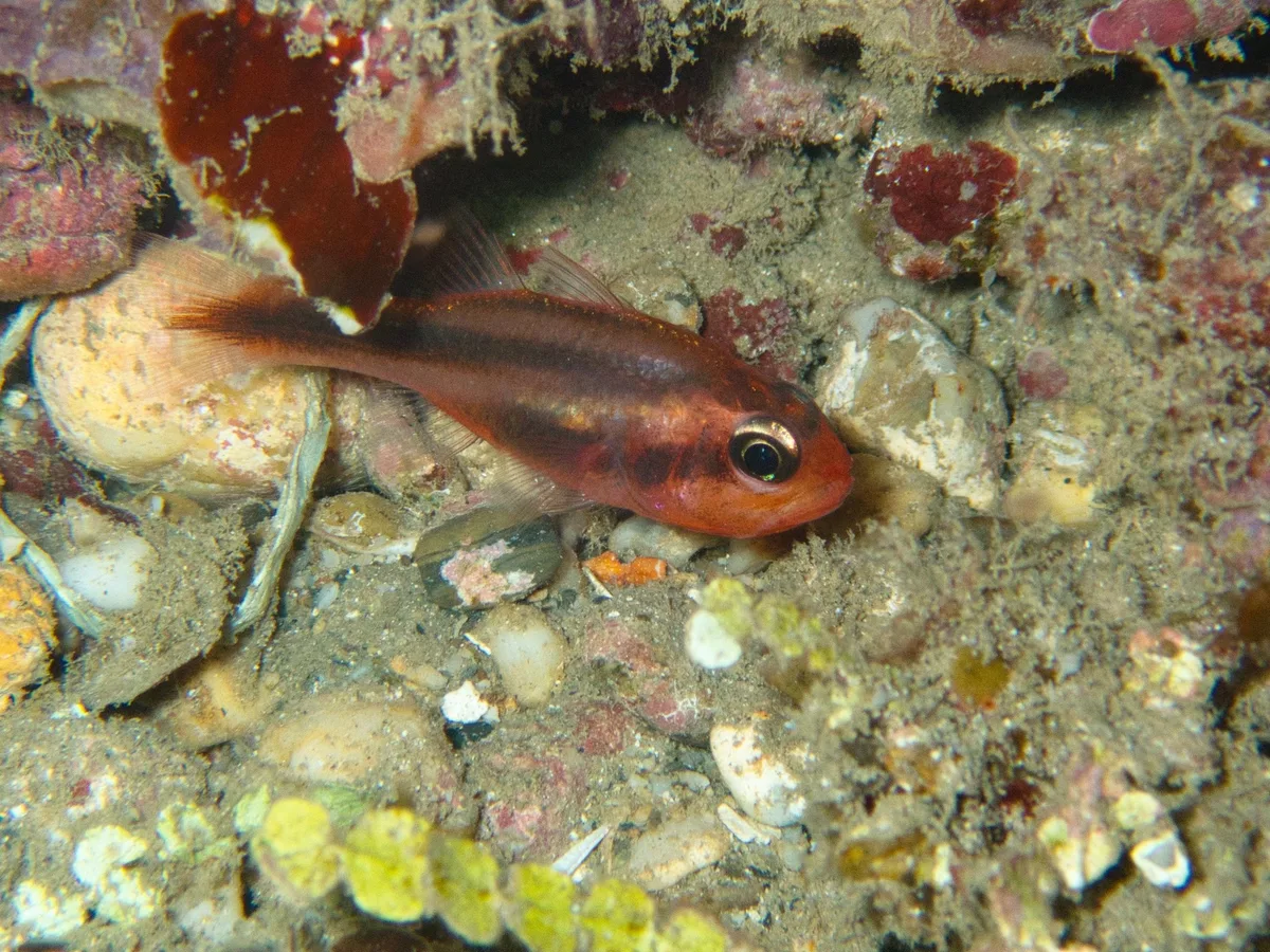 Apogon semiornatus - Dili Barat, TP-DL, TL