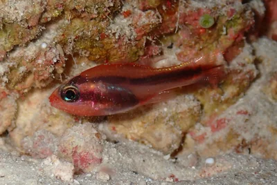 Apogon semiornatus - Bahagian Tawau, Sabah, Malaysia