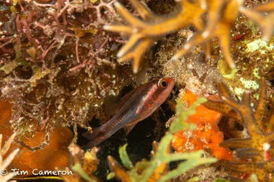 Apogon semiornatus - Padre Burgos, Southern Leyte, Philippines