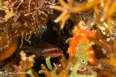 Apogon semiornatus - Padre Burgos, Southern Leyte, Philippines